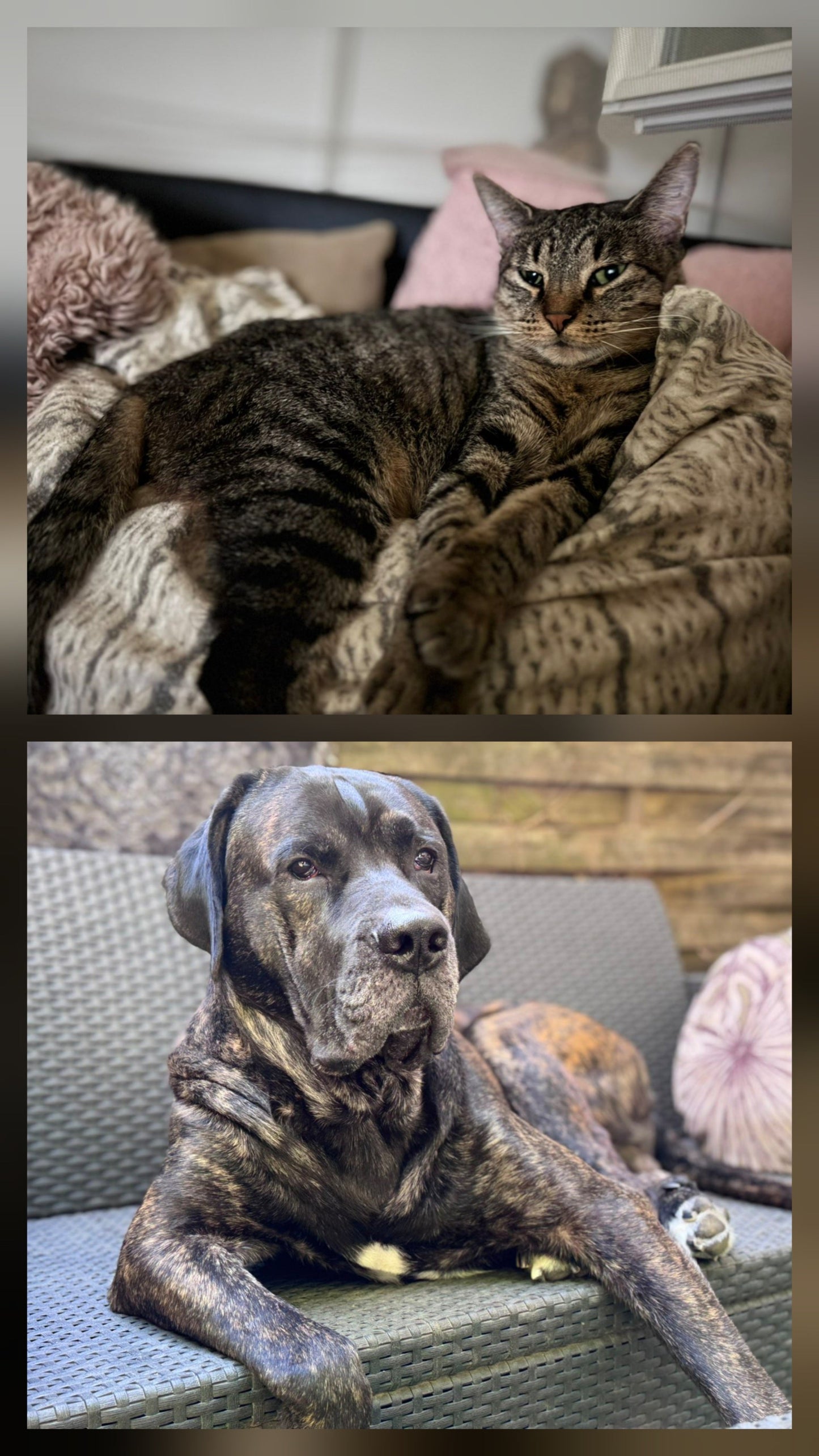 Séance énergétique pour animaux – A distance ou physique