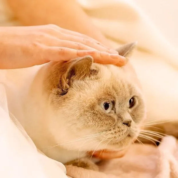 Soin énergétique pour les animaux